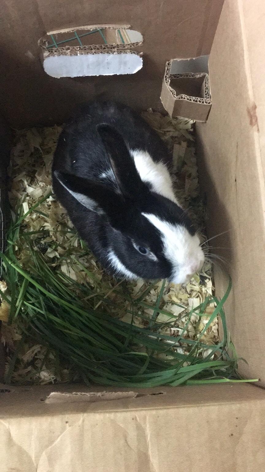 Rabbits for sale in B6 Birmingham für 80,00 £ zum Verkauf Shpock DE