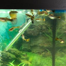Young guppies. Was born 15 of April. All are healthy. £0.50 each