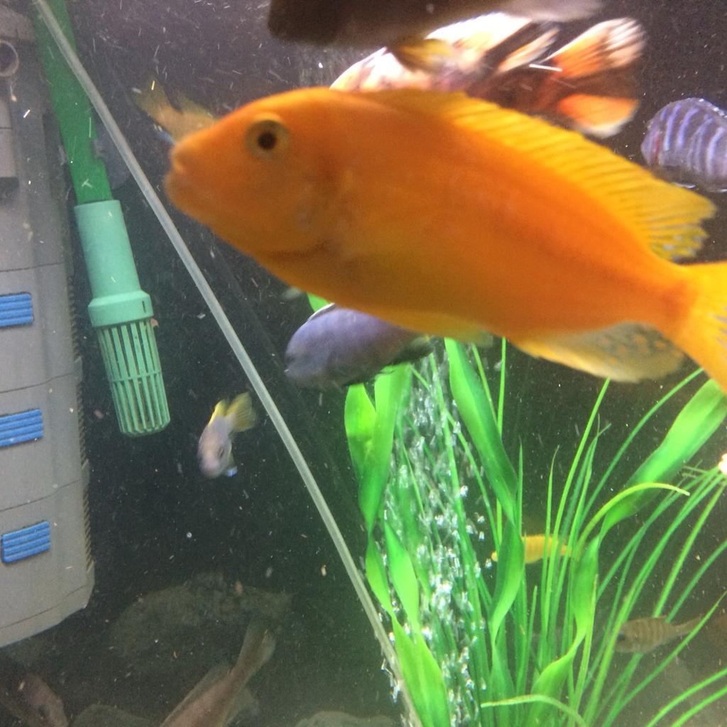 Breeding group red zebra African Cichlid fish in ME7 Gillingham für 75