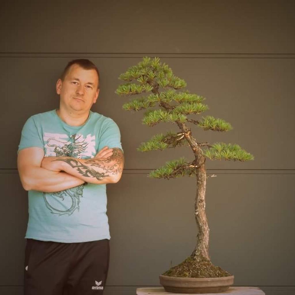 Solitr Bonsai Mdchenkiefer in 8643 Kindberg fr  1.200,00 zum Verkauf |  Shpock AT