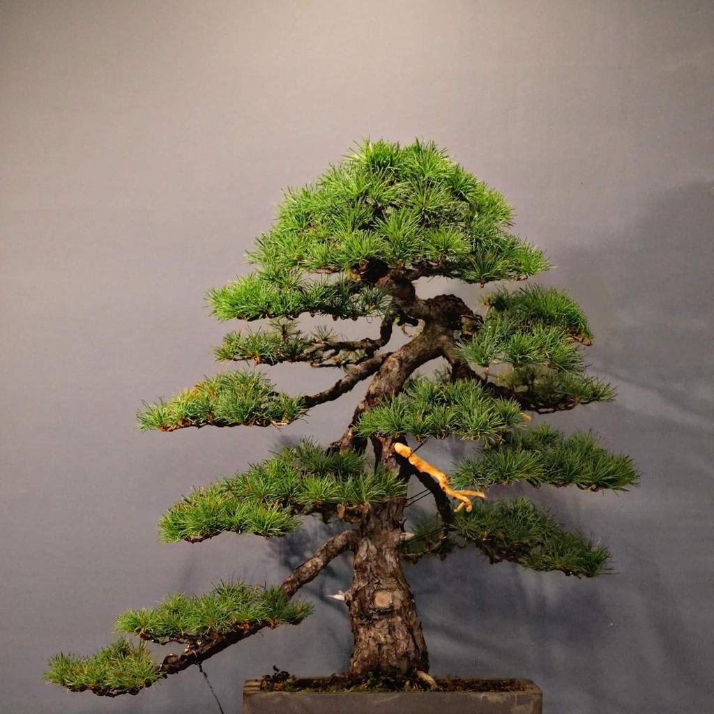 brombeer bonsai Hawaiian Umbrella Bonsai Tree