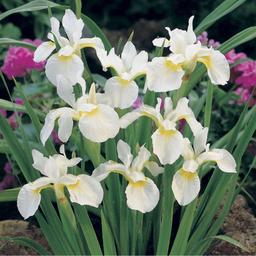 Wheelbarrow full of white irises bulbs/roots.