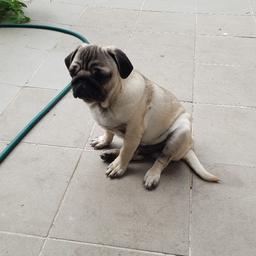 Very active pug baby boy 4 month old. Born on 05.04.18. Very good with kids. Loves attention. Vet checked and vaccine up to date. Has passport.  
Only serious buyers please. No offers. Comes with Bed, food, bowls for water and food and toilet training pads, also dog lead and toys. E5 - Clapton