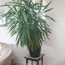 Large yucca tree for sale. Too big for my flat, looking for new home.