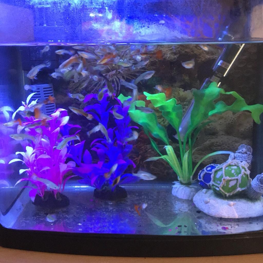 Fish tank and fish for sale in DY4 Sandwell für £ 30,00 zum Verkauf