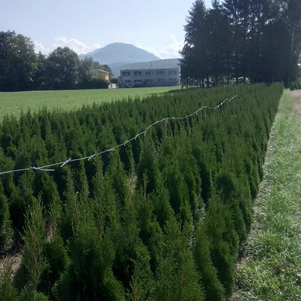 Säulen thujen Thuja Smaragd in 6800 Feldkirch für 18,00 € zum Verkauf