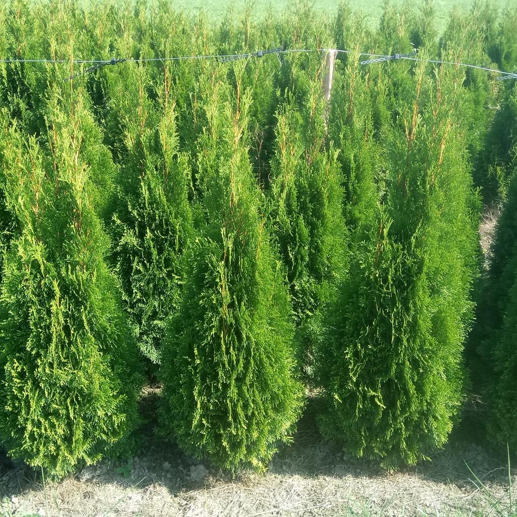 Säulen thujen Thuja Smaragd in 6800 Feldkirch für 18,00 € zum Verkauf