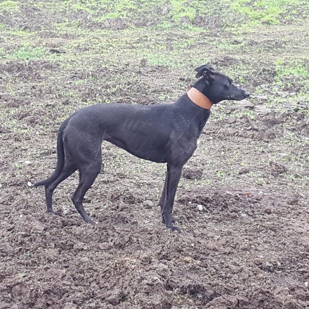 Bull x best sale greyhound for sale