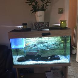 Here I’m selling our juwel fish tank in light oak colour with stand. The tank comes with filter,pump, lights,bubble stone,heater, rocks and gravel, 7 chiclids in all different colours and a plec. Only getting rid as we are upgrading to a larger sofa and would not have the room for it.