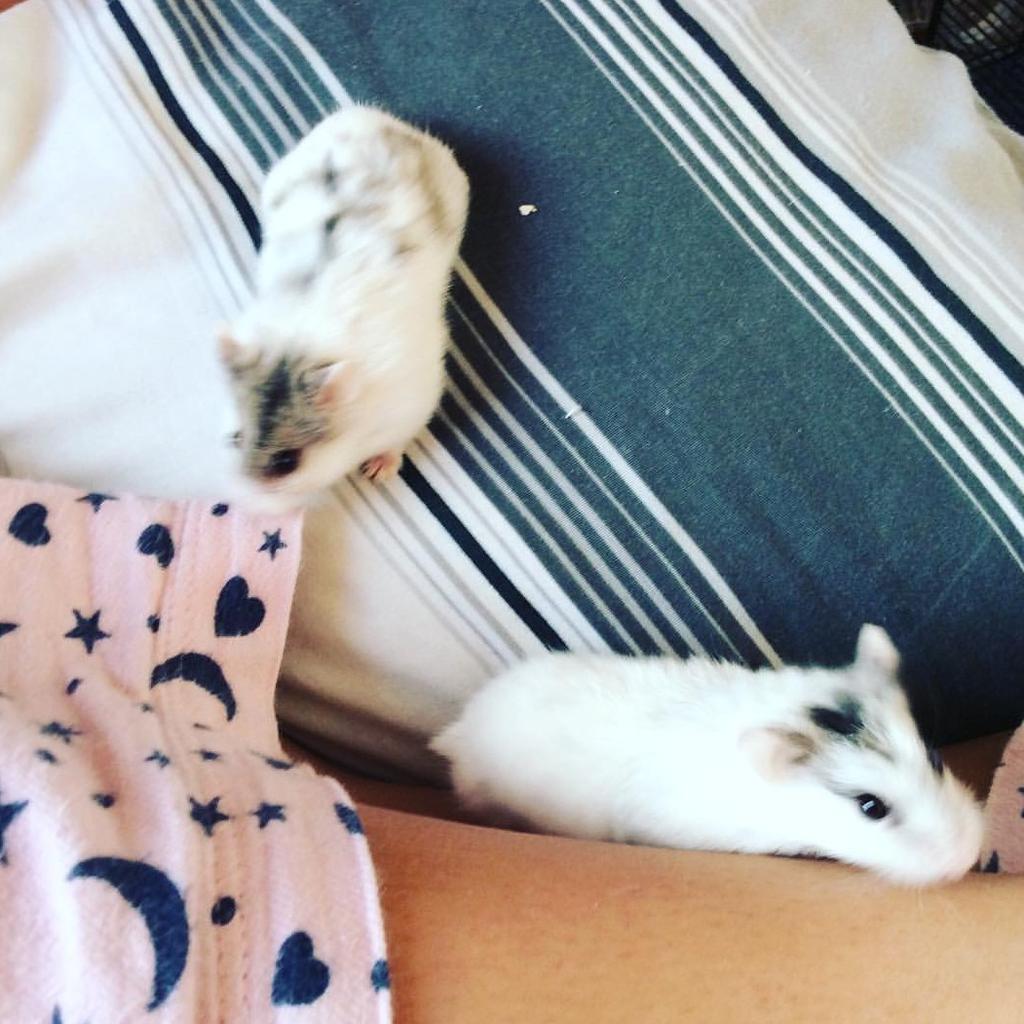 2 Hamsters, Cage and Full Set Up in DE73 Derby for £25.00 for sale Shpock