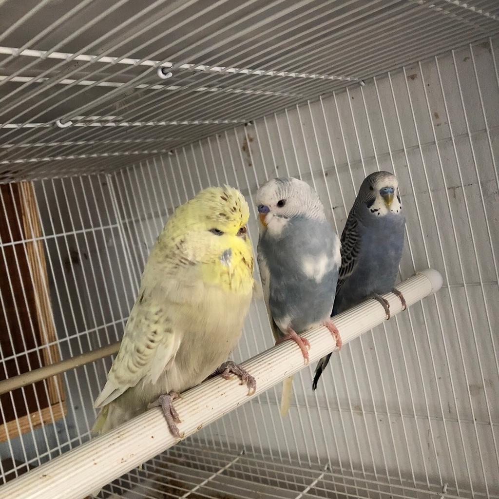 Budgies for sale in L28 Liverpool for £10.00 for sale | Shpock