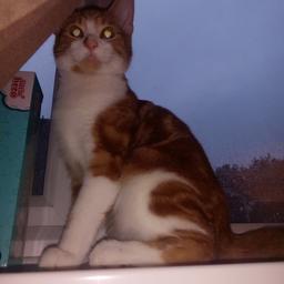 8 months old, house trained, no longer wanted as me and my partner are moving. Indoor cat. Paid 90 pound for him but only want 50
Collection only from wv12 area
