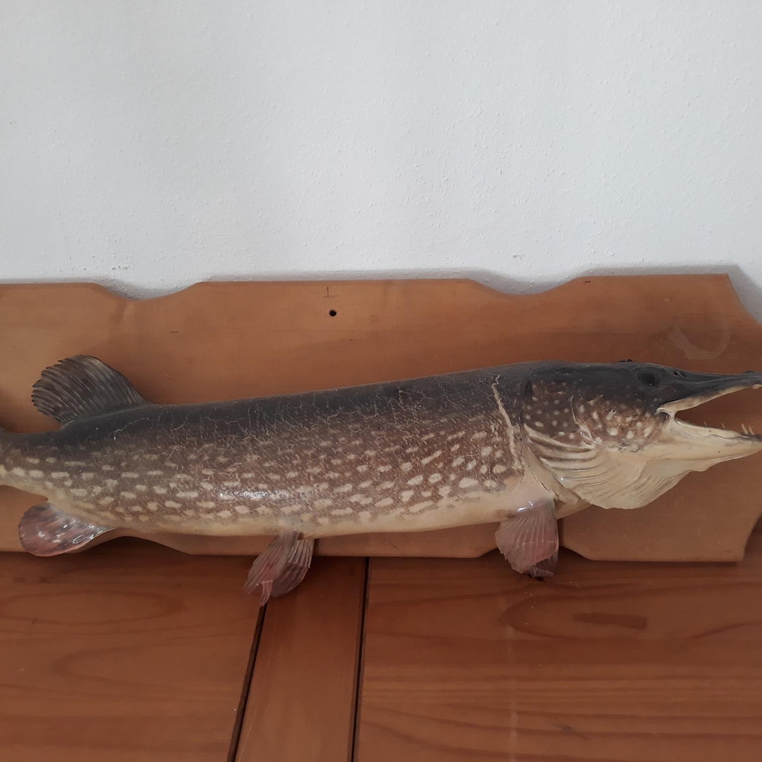 30+ Hecht Kaufen Für Teich, Lebende hechte aus der rothermann