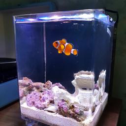 Small nano tank that comes with a clown fish. Full set up currently used for marine fish, including a tank with a built in filter system, blue and white LED lights, a heater, sand and live rock too. Can be used for marine, tropical or cold water fish.