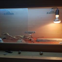 VivExotic Repti-Home Medium Vivarium, Approximate Dimensions (Product): 42.1 x 86.3 x 37.5cm, comes complete with all shown in the picture and heat lamp and strip lights.