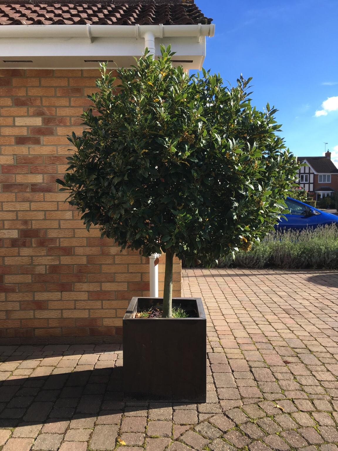 2 Bay Trees in copper colour planters in CM9 Maldon für 300,00 £ zum