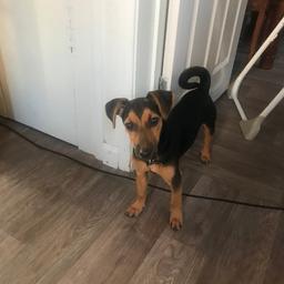 Chihuahua crossed with a jack Russell beautiful dog excellent with small children has been around my daughter and son since very young really don’t want to get rid but me and my hubby work full time and don’t have time to train him