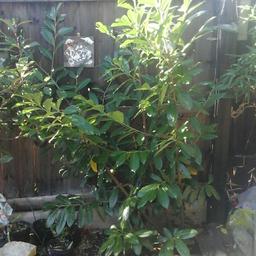 5ft Laurel shrub - £10.
Collection only from Tredworth, Gloucester.