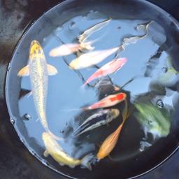 Mixed bag of koi and mature goldfish. Come from a healthy pond. Ideal starter pack or a good pond filler