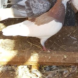 This is a tippler pigeon for sale
Second picture is the pair for the first and thrid picture is a single tippler pigeon
£15 for single £25 for a pair