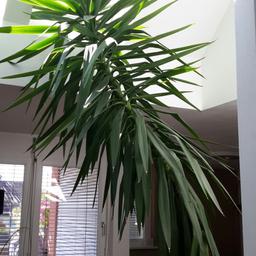 Leider ist unsere Palme zu schnell gewachsen und wir müssen uns, wegen der Raumhöhe, von ihr trennen. Derzeit misst sie rund 3,80 Meter....
(Preis ohne Keramiktopf)