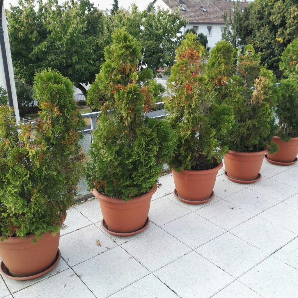 thuja kugel hochstamm wird braun Kugel Lebensbaum Thuja occidentalis…