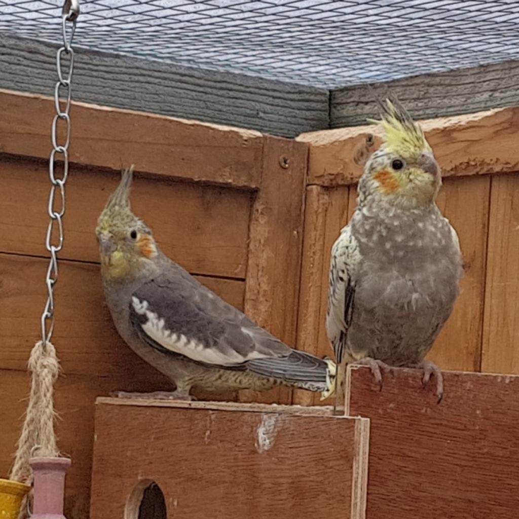 Cockatiels For Sale In Tn13 Sevenoaks For £2500 For Sale Shpock 3401