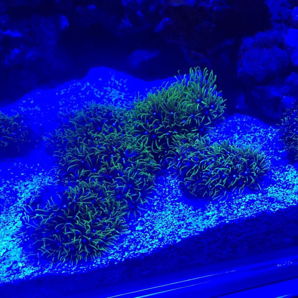 Ultra marine green star polyps Coral in B50-Avon for £15.00 for sale ...