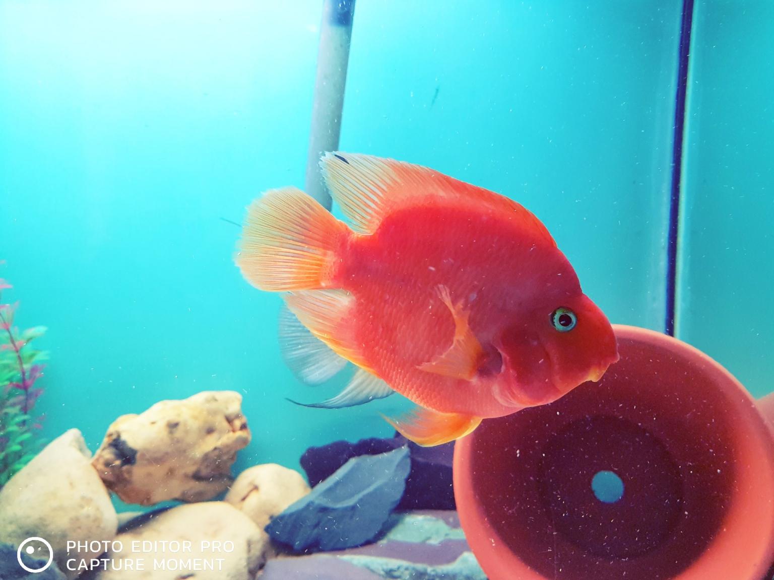 tropical fish/ king Kong parrot fish in WS1 Walsall for £25.00 for sale