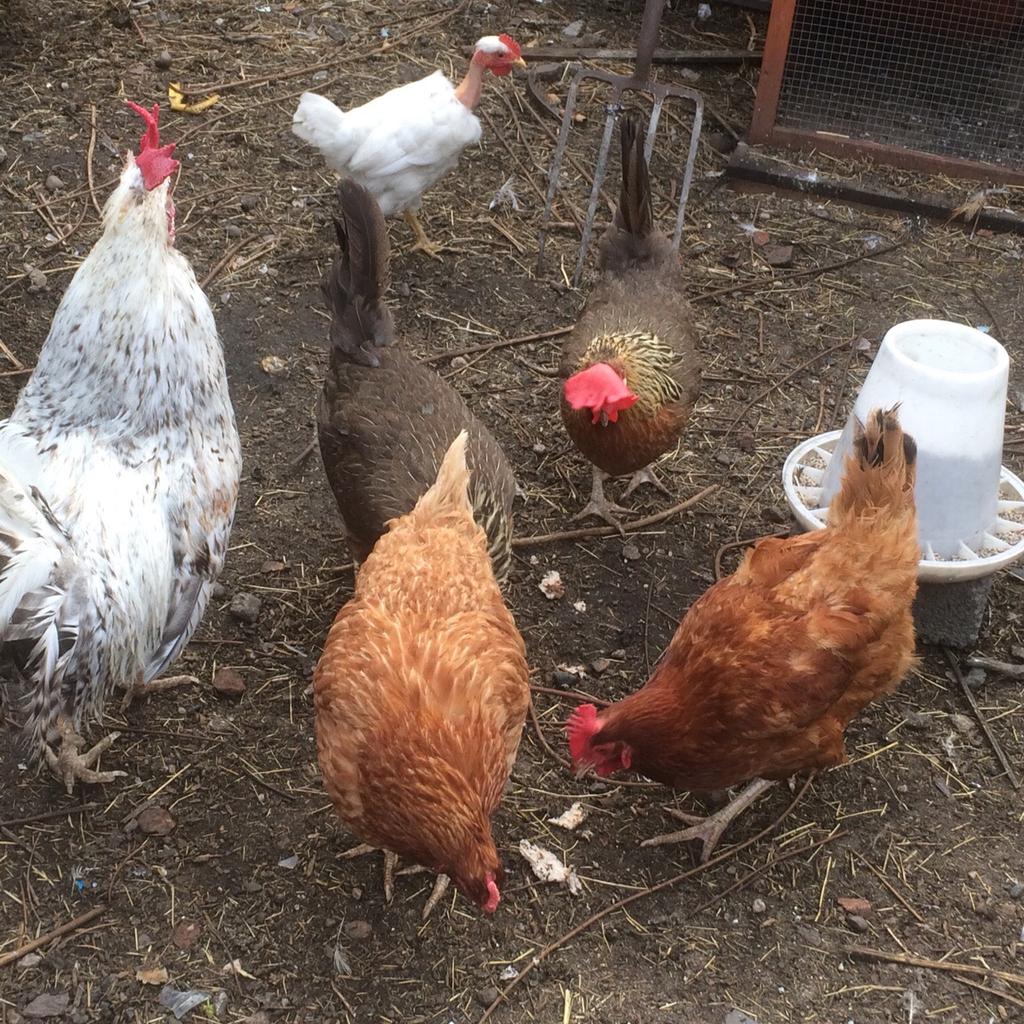 Warren chickens for sale in B66 Sandwell for £6.00 for sale Shpock
