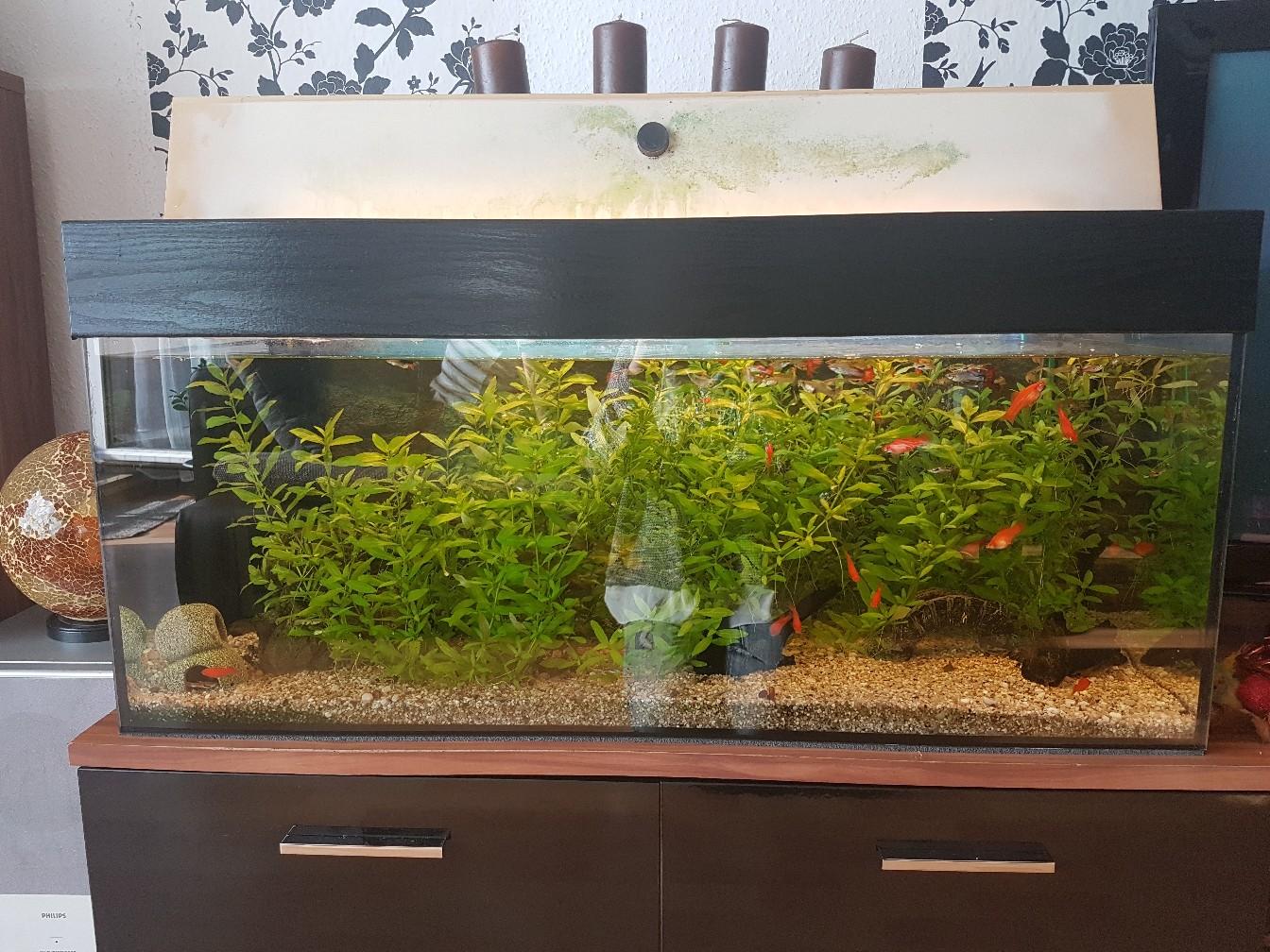 46+ Gebrauchte Aquarien Zu Verschenken, Fische &amp; alles für dein