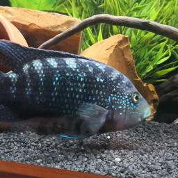 For sale breeding pair of jack dempsey male is around 6 inch female is 3 inch lovely condition, sale due to tank change to discus