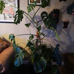 FREE.. Large cheese plant.. COLLECTION ONLY 