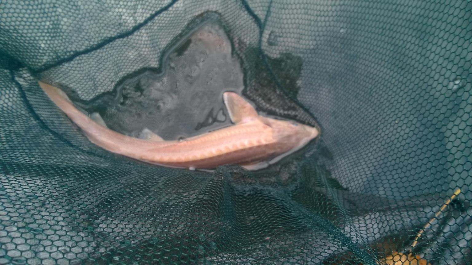 gold sterlet sturgeon for sale in NN18 Corby for £50.00 for sale Shpock