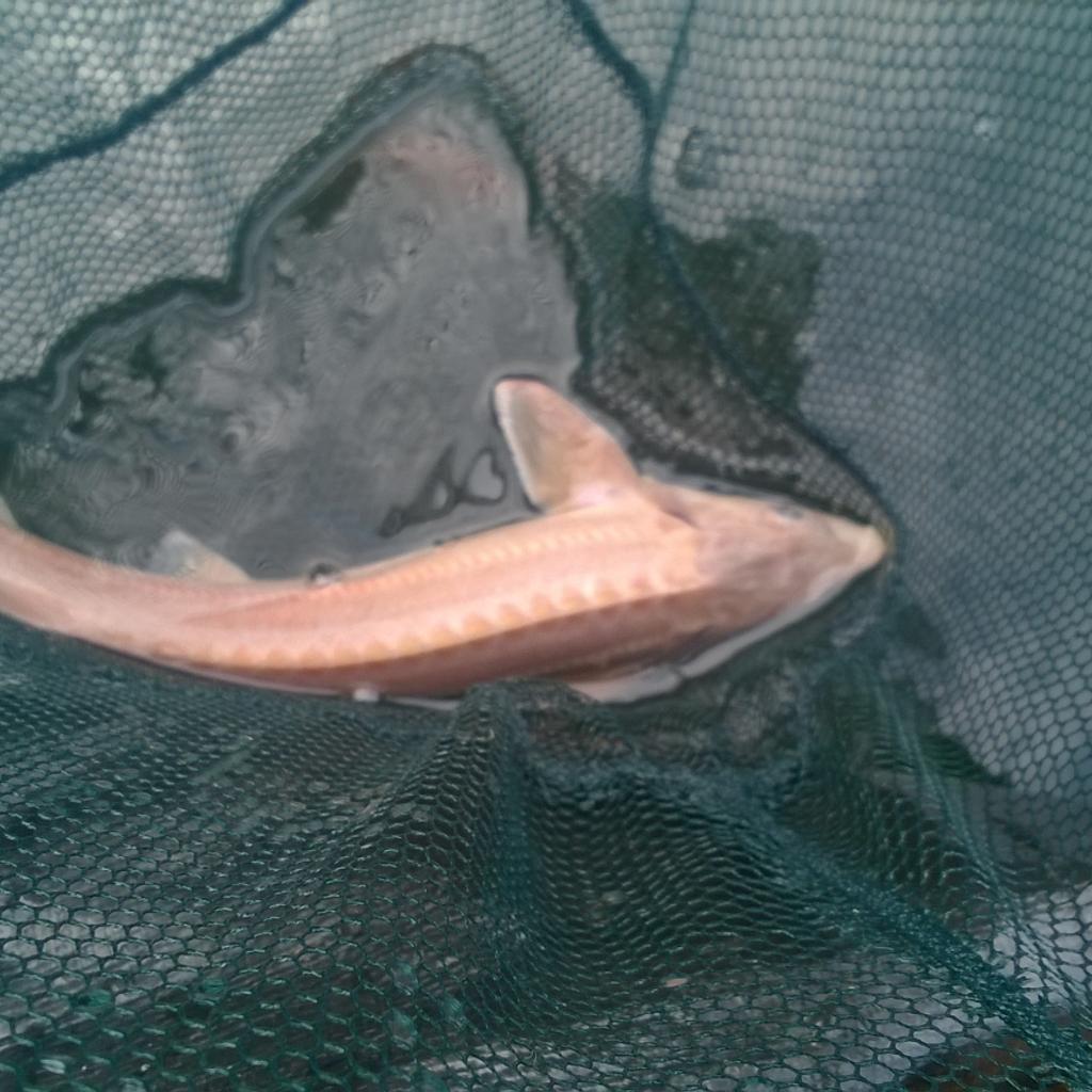 gold sterlet sturgeon for sale in NN18 Corby for £50.00 for sale Shpock
