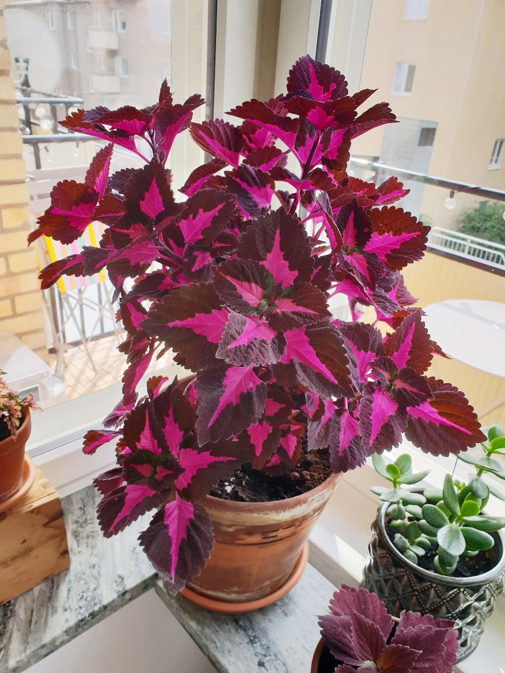 Stor Palettblad Coleus China Rose in 12140 Stockholm fr 170,00 SEK zum  Verkauf | Shpock DE