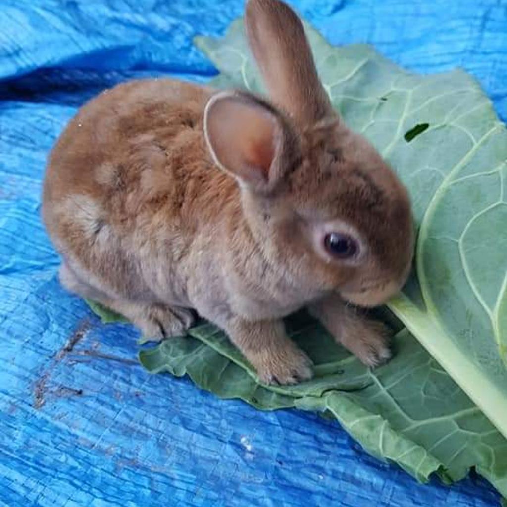 2 x girl rex rabbits in S66 Rotherham für £ 20,00 zum Verkauf | Shpock AT