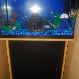 Full set up with everything you will need, with a box of accessories, fish included.