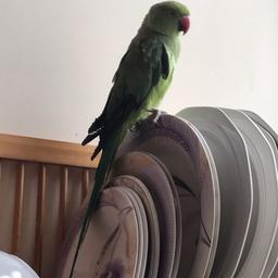 Beautiful mail parrot for sale he is 8 months old and ready to talk and he love to whistles and he loves play outside cage he can eat anything fruit wedge peanuts everything he will come with big cage he is not timed but now hi can learn