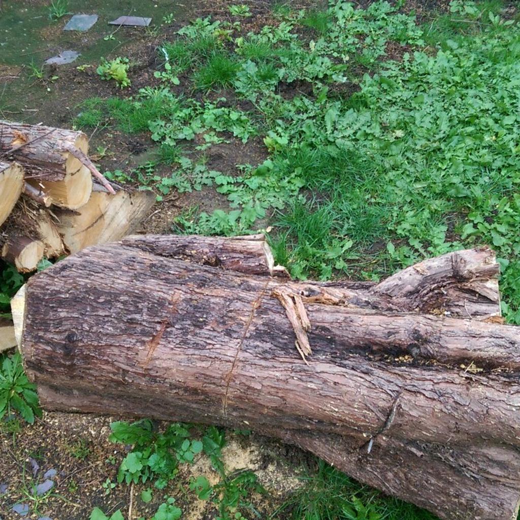 Tree Trunks for Burning in S75 Barnsley für 1,00 £ zum Verkauf Shpock DE