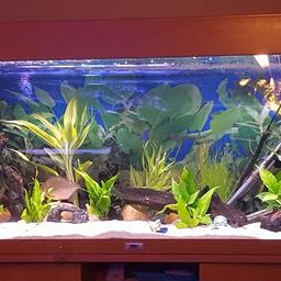 3ft Rio 180 fish tank and stand 1 x fluval u4 internal filter and heater and external filter with built in uv light sand, rocks, ornaments, and plants no fish sorry.