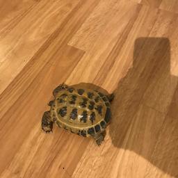 3 year old tortoise, male lovely pet unfortunately due to house move have to sell, he needs to be rehoused ASAP comes with table and heat lamp etc 
