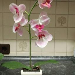 2 Orchideen in unterschiedlichen Töpfen.
Pflegeleicht