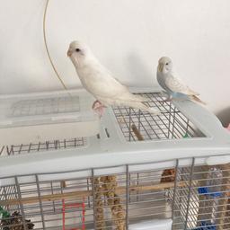 2 bird and bird cage