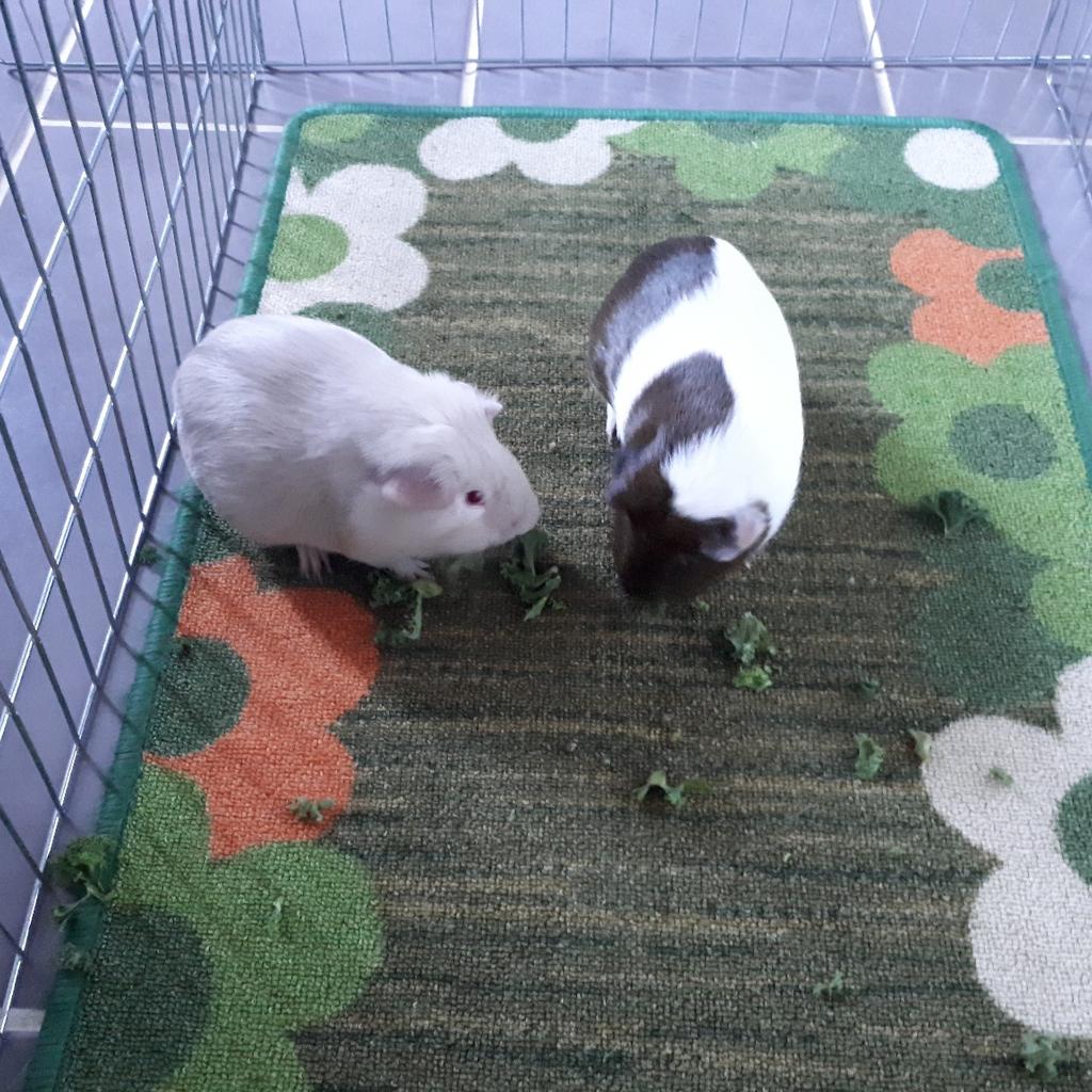 two male guinea pigs and hutch in TS3 Middlesbrough für 15,00 £ zum