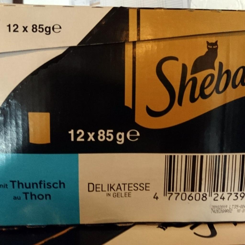 Sheba Katze in 71732 Landkreis Ludwigsburg für € 25,00 zum Verkauf