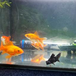 so i have two gold fish, two oranda and 1 black moor for Sale for £5 each