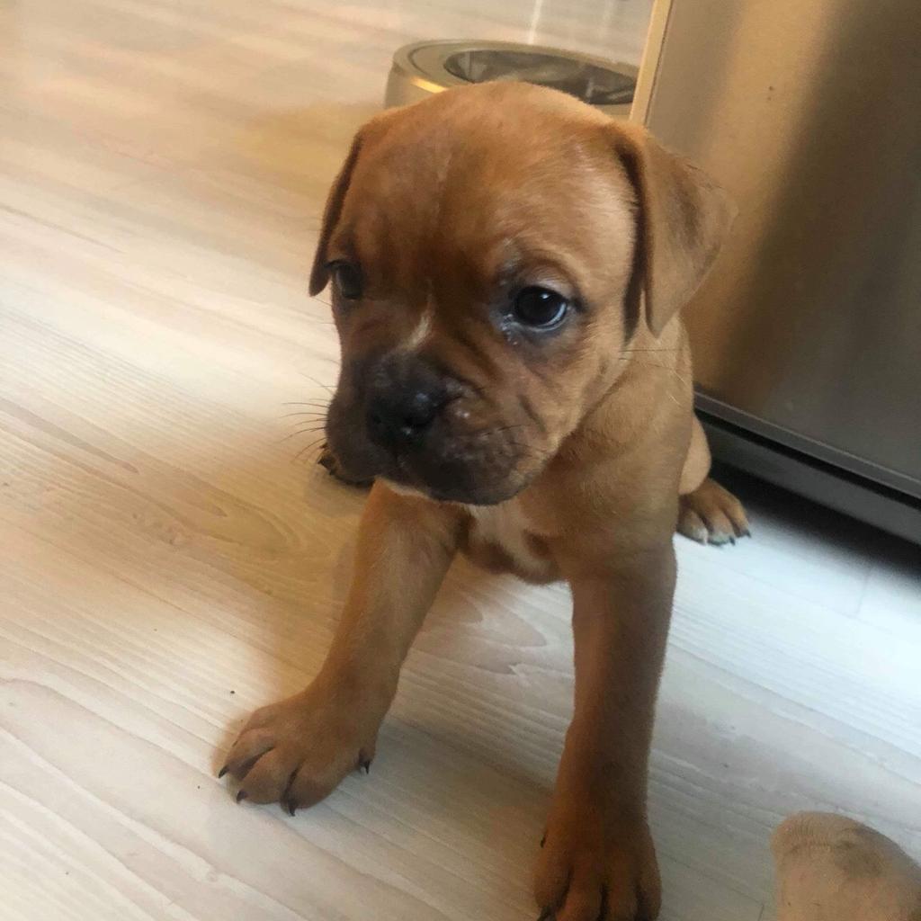 Leavitt bulldog amstaff in Perstorp for SEK 10 000.00 for sale