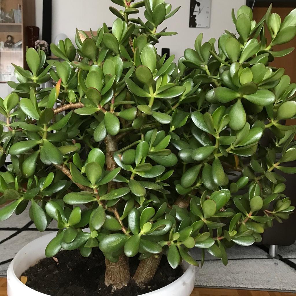 Pflanze Geldbaum (Crassula ovata) in 6845 Hohenems für € 35,00 zum