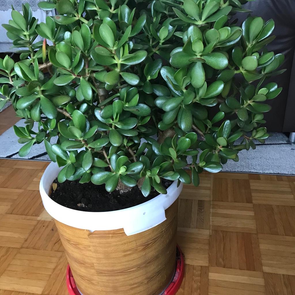 Pflanze Geldbaum (Crassula ovata) in 6845 Hohenems für € 35,00 zum